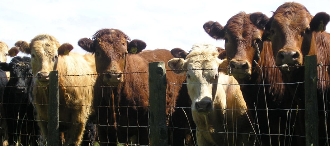 Dierenartsenpraktijk Wenters Winterswijk