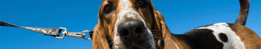 Dierenartsenpraktijk Wenters hond